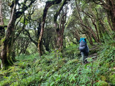 Wandernde mit Rucksack auf einem Waldweg